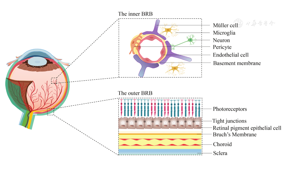 دانشمندان مؤسسه ملی سلامت از سلول های بنیادی بیمار و بیوپرینت سه بعدی برای ساخت بافت چشم استفاده می کنند